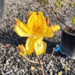 Azalea, Exbury Hybrid 'Arneson Golden Solitaire'