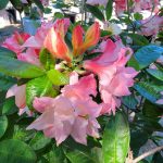 Azalea, Exbury Hybrid 'Cannon's Double'