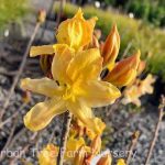 Azalea, Exbury Hybrid 'Golden Lights'