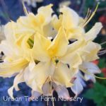Azalea, Exbury Hybrid 'Lemon Lights'