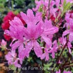 Azalea, Exbury Hybrid 'Lilac Lights'