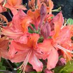 Azalea, Exbury Hybrid 'Mandarin Lights'