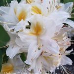 Azalea, Exbury Hybrid 'Northern Hi-Lights'