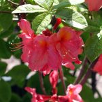 Azalea, Exbury Hybrid 'Pink'