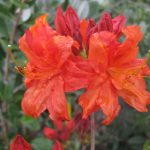 Azalea, Exbury Hybrid 'Red/Orange'