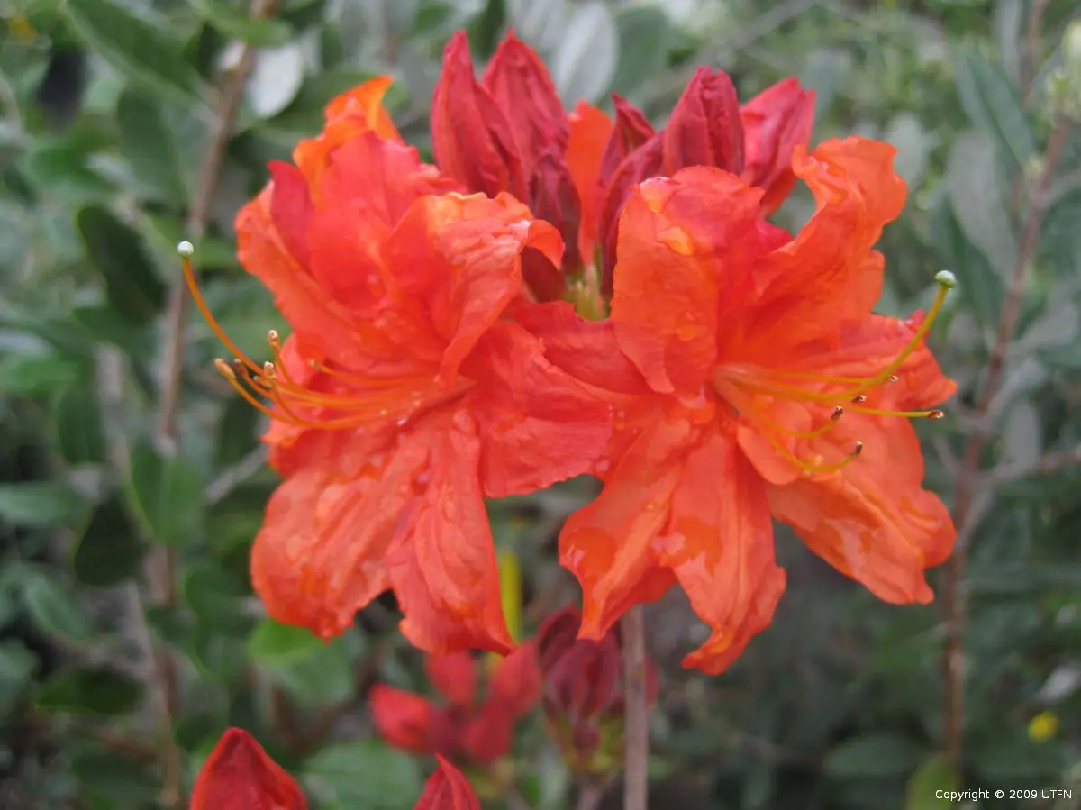 Azalea-Exbury-Hybrid-RedOrange