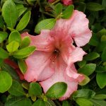 Azalea 'Gumpo Pink'