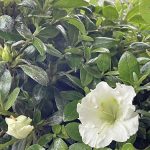 Azalea 'Gumpo White'