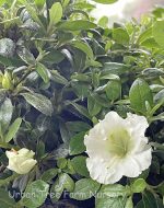 Azalea 'Gumpo White'