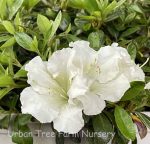 Azalea 'Gumpo White' - Image 2