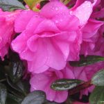 Azalea 'Happy Days'