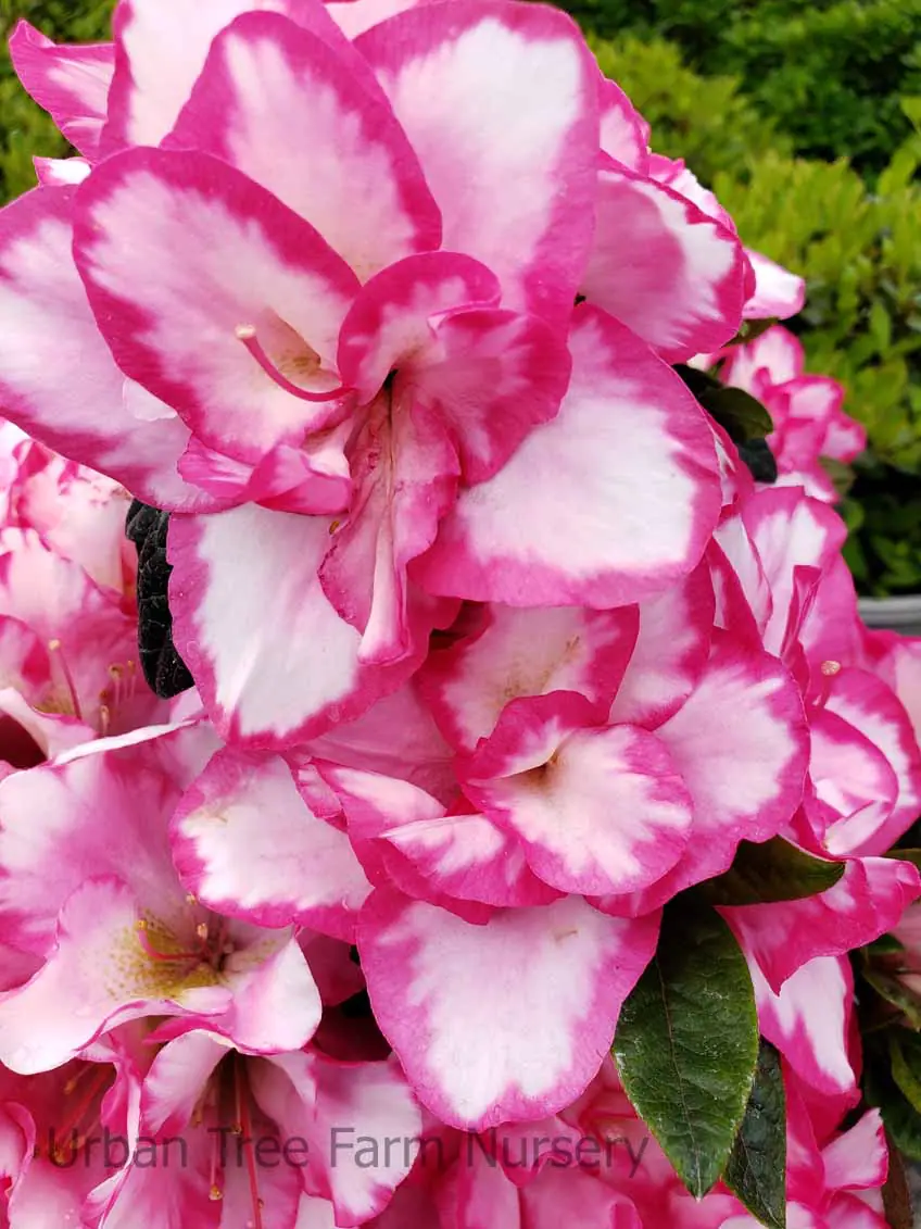 Azalea 'Haru-no-hibiki' | Urban Tree Farm Nursery