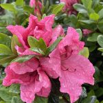 Azalea 'Higasa'