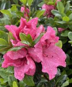 Azalea 'Higasa'
