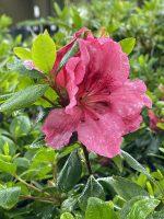 Azalea 'Higasa' - Image 2