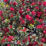 Azalea 'Hino-Crimson' - Image 2