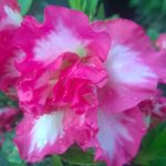 Azalea 'John Hearrens'