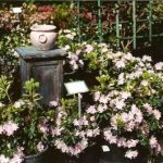 Azalea 'L.J. Boblink'