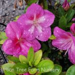 Azalea 'Nuccio's Wild Moon'