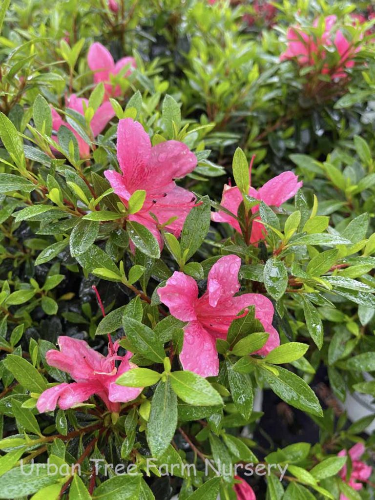 Azalea 'Okusatsuki' Urban Tree Farm Nursery