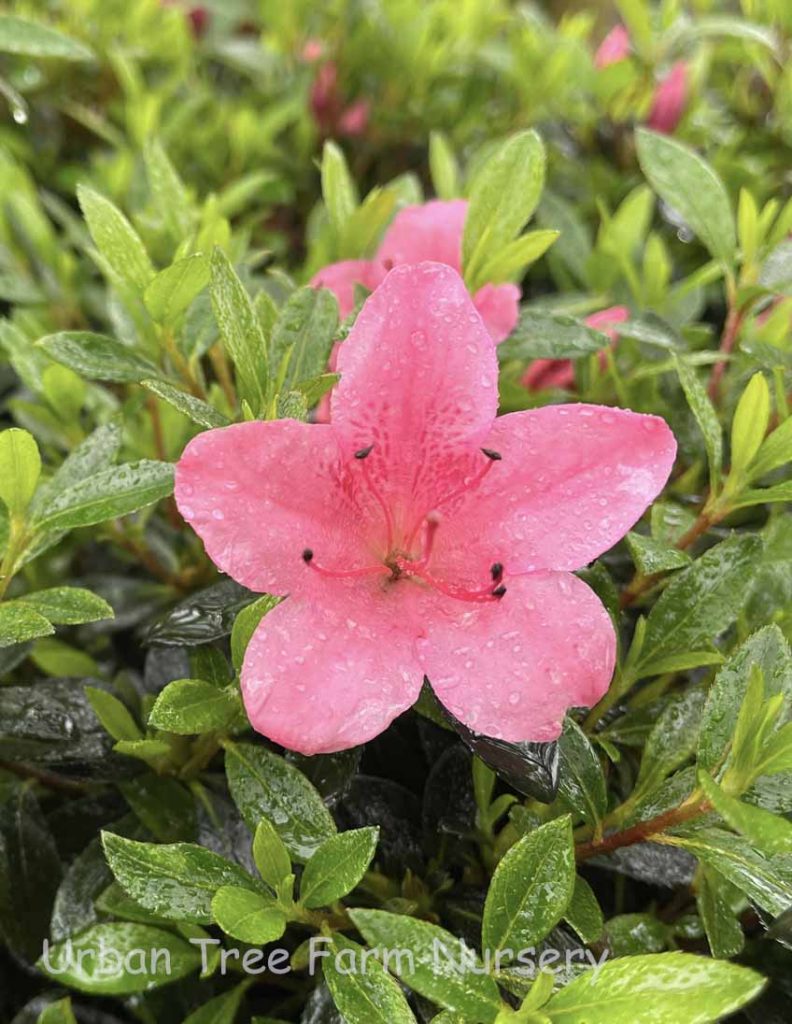 Azalea 'Okusatsuki' Urban Tree Farm Nursery