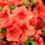 Azalea 'Orange Delight'