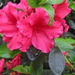 Azalea 'Red Bird'