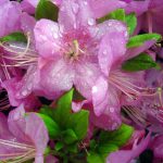 Azalea 'Sherwood Orchid'