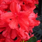 Azalea 'Sherwood Red'