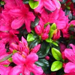 Azalea 'Sherwood Violet'
