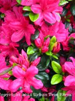 Azalea 'Sherwood Violet'