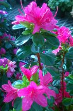 Azalea 'Sherwood Violet' - Image 2