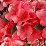 Azalea, Southern Indica 'Duc De Rohan'