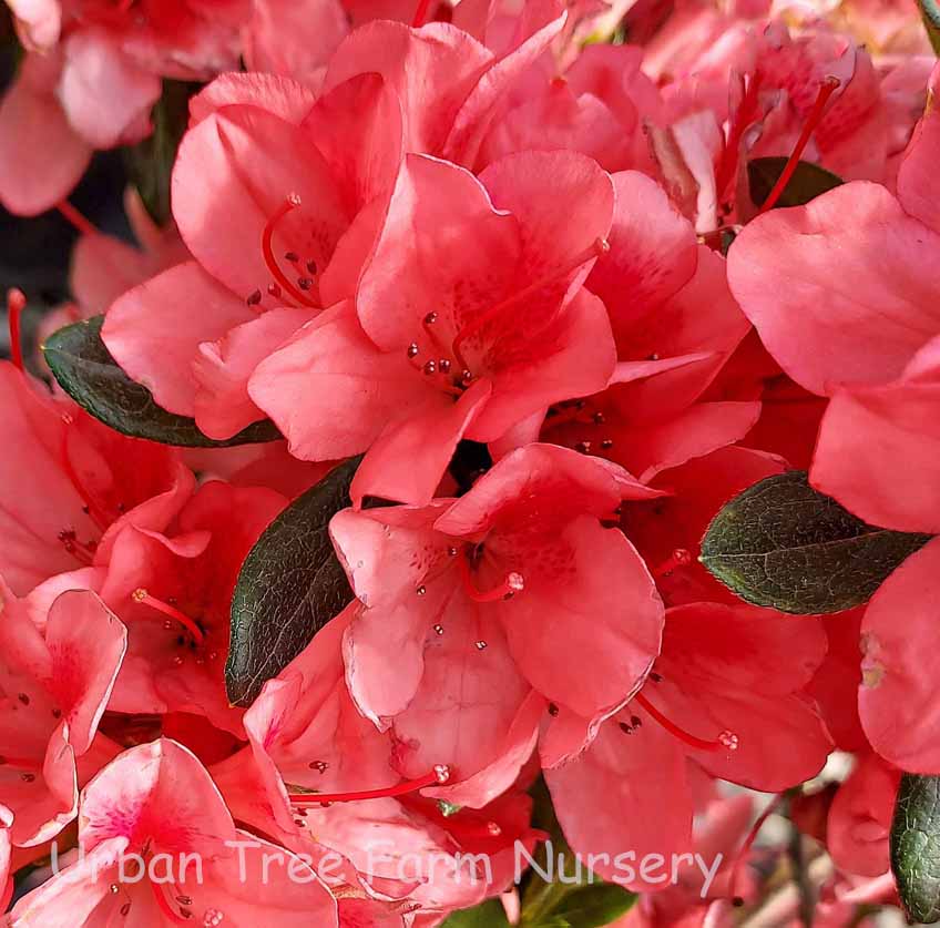 Azalea-Southern-Indica-Duc-De-Rohan-a Azalea, Southern Indica 'Duc De Rohan' - Image 1