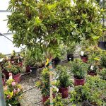 Azalea, Southern Indica 'Fielders White'