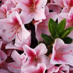 Azalea, Southern Indica 'Pink Lace' STD