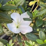 Azalea, Southern Indica 'Pink Lace'