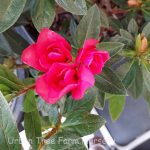 Azalea, Southern Indica 'Pride of Dorking'