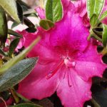 Azalea, Southern Indica 'Southern Charm' STD