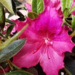 Azalea, Southern Indica 'Southern Charm'