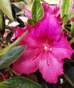 Azalea, Southern Indica 'Southern Charm'