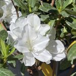 Azalea, Southern Indica 'White Lace'