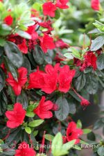 Azalea 'Ward's Ruby'