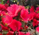 Azalea 'Ward's Ruby' - Image 3