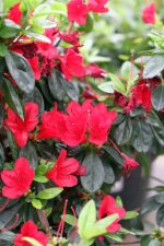 Azalea 'Ward's Ruby' - Image 4