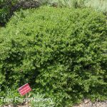 Baccharis pilularis 'Twin Peaks'
