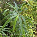 Bambusa multiplex 'Alphonse Karr'