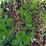 Baptisia 'Dark Chocolate'
