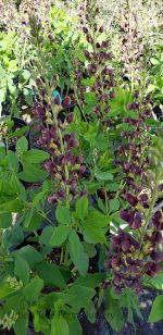 Baptisia 'Dark Chocolate'