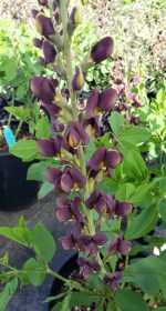 Baptisia 'Dark Chocolate' - Image 2